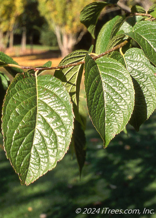 Closeup of dark green shiny serrated leaves.