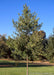 A newly planted Hardy Rubber tree with green leaves.