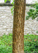 Closeup of a furrowed brown tree trunk.