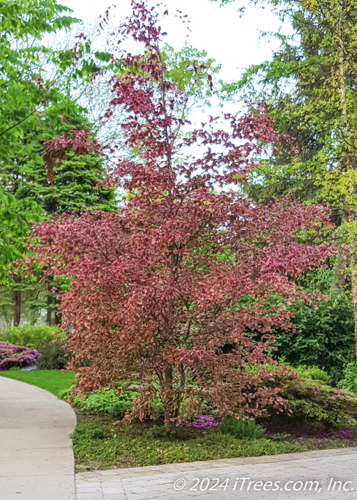 Tricolor Beech planted in a front landscape bed near a driveway.