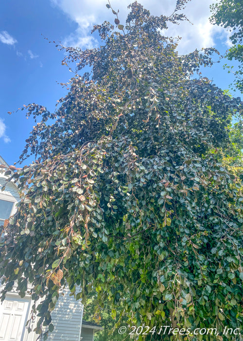 Closeup of the upper canopy showing weeping narrow branching and greenish-purple leaves.