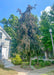 A maturing Purple Fountain Beech planted in the front landscape of a home near the front walkway and sidewalk. Seen with long weeping, narrow branching with greenish-purple leaves.