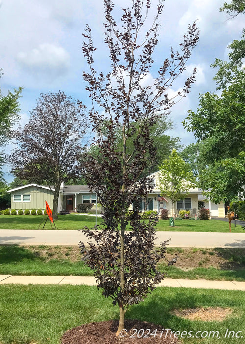 A newly planted Rivers Purple Beech with dark purple leaves.