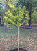 Windover Gold Ginkgo with green leaves newly planted at a local park.