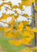 Closeup of yellow fan-like leaves.