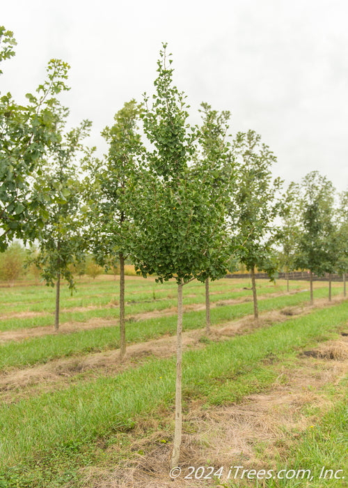 A single Windover Gold Ginkgo at the nursery with green leaves.