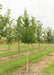 A single Windover Gold Ginkgo at the nursery with green leaves.