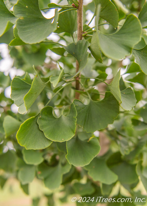 Windover Gold Ginkgo