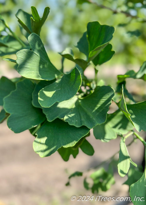 Closeup of dark green fan-like leaves in summertime.