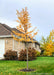 A newly planted Princeton Sentry Ginkgo with yellow leaves in fall planted in a front yard.