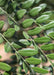 Closeup of small green leaves.