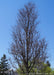 Street Keeper Honeylocust in winter showing upright branching.