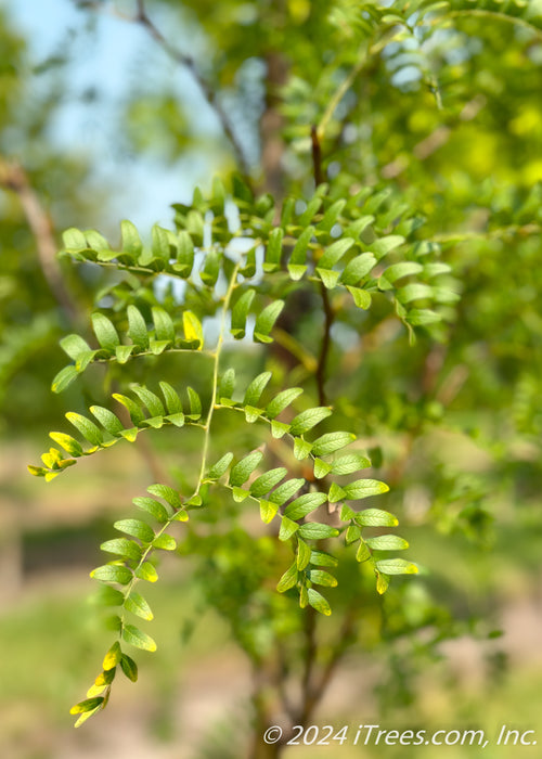 Closeup of small green leaves.