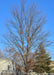 Northern Sentinel Honeylocust in winter without leaves planted on a parkway in a residential community.