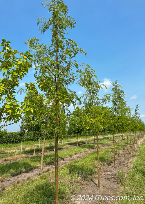 A row of Northern Sentinel Honeylocust with green leaves and smooth brown trunks grow in the nursery. 