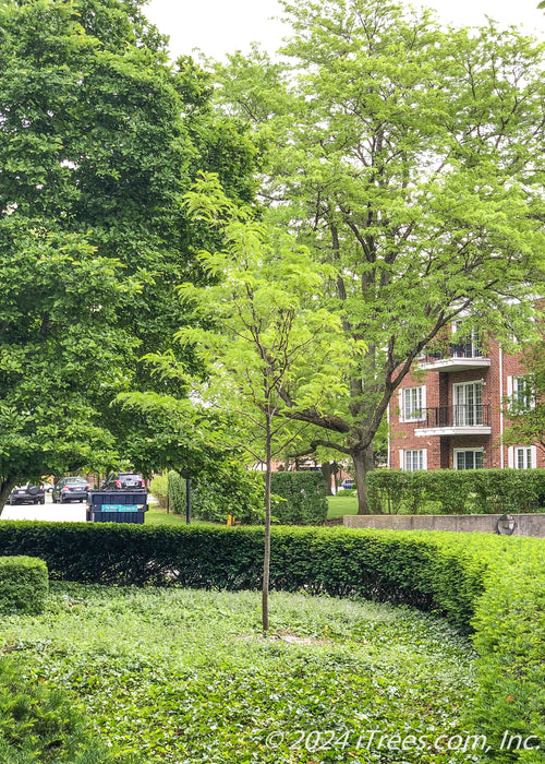 A newly planted Skyline Honeylocust with green leaves in a garden area.