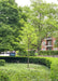 A newly planted Skyline Honeylocust with green leaves in a garden area.