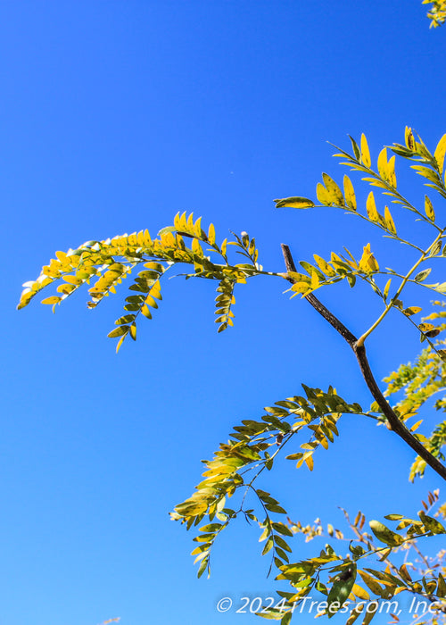 View looking up at yellow fall foliage.