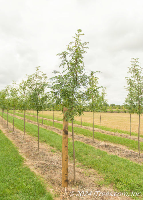 Skyline Honeylocusts with green leaves with a large ruler standing next to it to show its canopy height measured at about 5 ft.