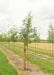 Skyline Honeylocusts with green leaves with a large ruler standing next to it to show its canopy height measured at about 5 ft.