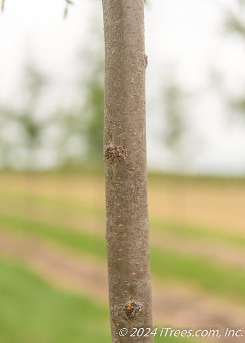 Closeup of a tree trunk.