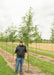 Skyline Honeylocust grows at the nursery with green leaves a person stands nearby with the canopy just above their head.