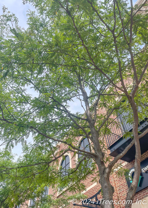 View looking up at the tree's green canopy.