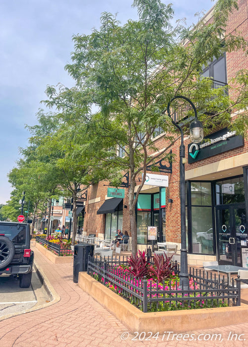 A row of Skyline Honeylocust planted in a downtown business disctrict in landscape cutouts on the parkway.