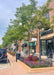 A row of Skyline Honeylocust planted in a downtown business disctrict in landscape cutouts on the parkway.