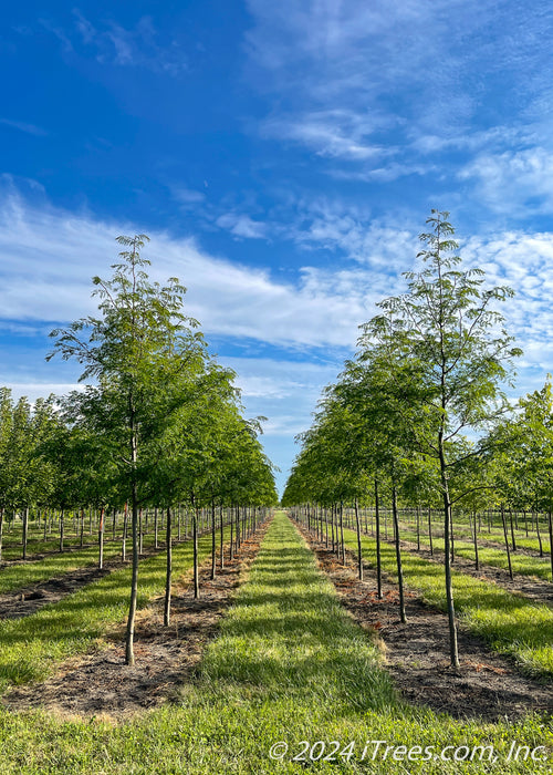 Two rows of Skyline Honeylocusts with green leaves growing at the nursery.