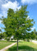 Halka Honeylocust on the parkway with green leaves.