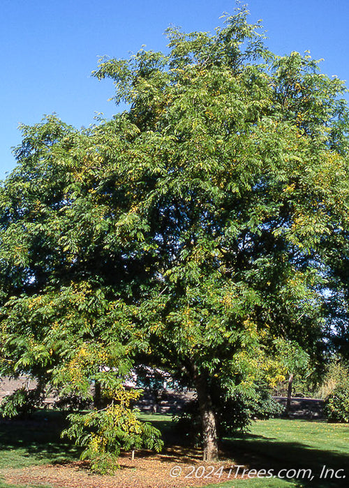 Mature Halka Honeylocust with green leaves.