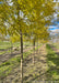 View of lower canopy of yellow leaves and row of Halka in the nursery.