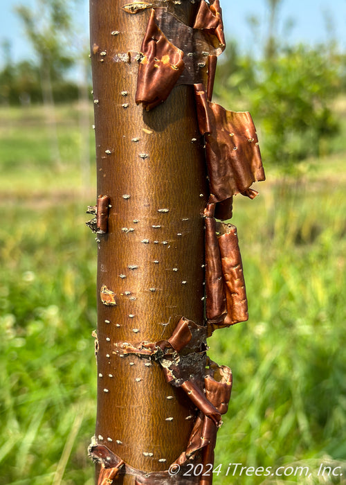 A closeup of Great Wall Tree Lilac's shiny cinnamon colored bark showing papery layers peeling away to reveal a shiny trunk with light colored lenticels.