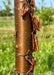 A closeup of Great Wall Tree Lilac's shiny cinnamon colored bark showing papery layers peeling away to reveal a shiny trunk with light colored lenticels.