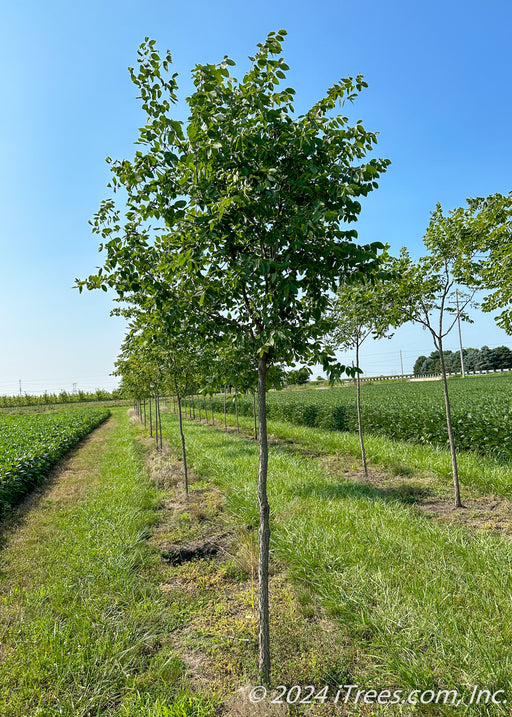 True North Coffee Tree growing at the nursery.