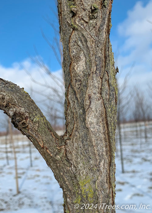 Closeup of lower branching and trunk.