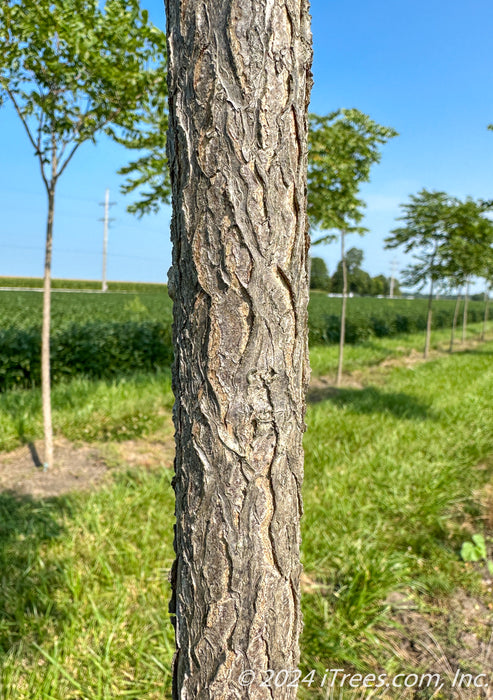 Closeup of furrowed grey trunk.