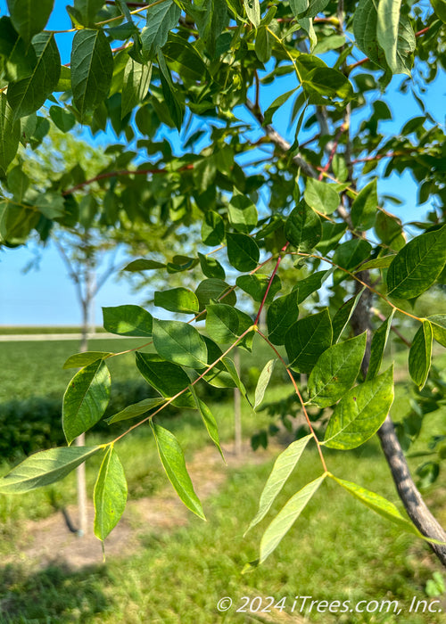 Closeup of green leaves.