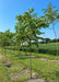 A row of True North Coffee Trees growing at the nursery.