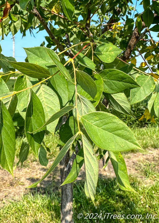 Closeup of green leaves.