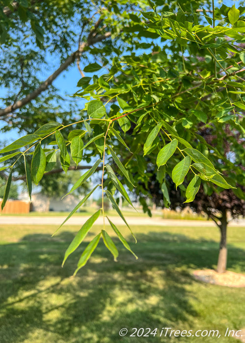 Closeup of the end of a branch with green leaves.