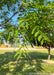 Closeup of the end of a branch with green leaves.