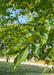 Closeup of smooth green leaves.