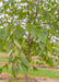 Closeup of smooth green leaves.