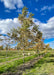 A row of Espresso Kentucky Coffee Trees grow in the nursery.