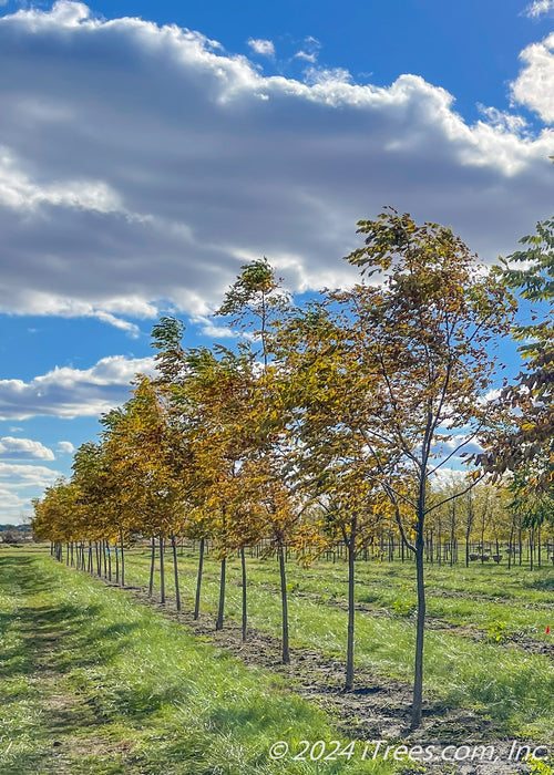 A row of Espresso Kentucky Coffee Trees with fall color growing at the nursery.