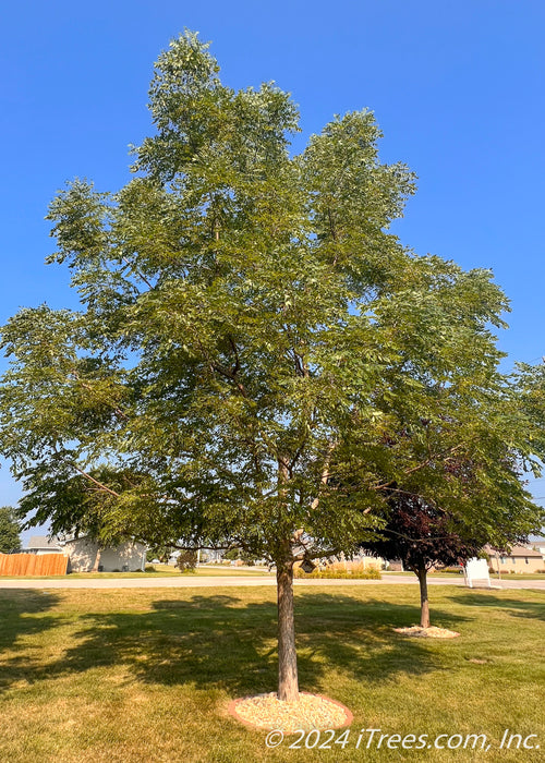 Espresso Kentucky Coffee Tree planted in a side yard for shade.