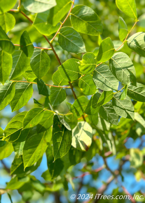 Closeup of green leaves.