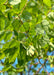 Closeup of green leaves.